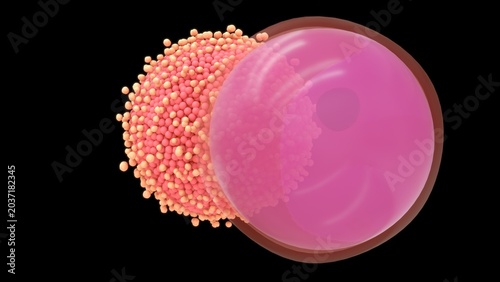 Photos The human ovum is a large, spherical, non-motile cell measuring about \(120 \text{ } \mu \text{m}\) in diameter