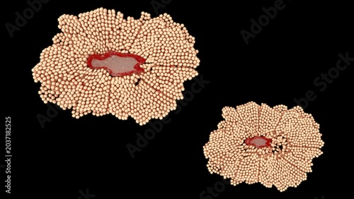 Bild auf Leinwand The development of an ovum (egg cell) occurs in two main phases: follicle maturation (Oogenesis) inside the ovary and early embryonic development after fertilization
