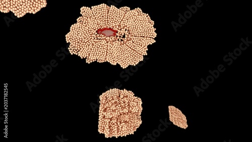 Bild auf Leinwand The development of an ovum (egg cell) occurs in two main phases: follicle maturation (Oogenesis) inside the ovary and early embryonic development after fertilization