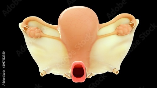Female Reproductive System Illustration