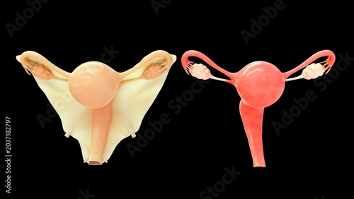 Female Reproductive System Illustration