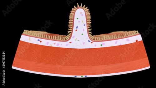Foto Plicae circulares (valves of Kerckring) are permanent, transverse folds of the mucosa and submucosa in the small intestine