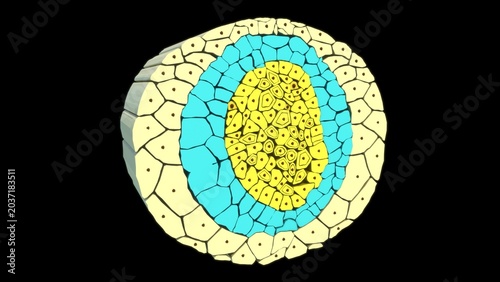Foto Germ layers are the three primary layers of cells—the ectoderm, mesoderm, and endoderm—that form during the early embryonic stage of gastrulation
