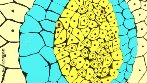 Foto Germ layers are the three primary layers of cells—the ectoderm, mesoderm, and endoderm—that form during the early embryonic stage of gastrulation