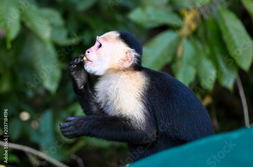 Portrait of a white-shouldered capuchin monkey against a blurred background. Also known as the white-faced capuchin or white-throated capuchin. Taken on Monkey Island, Panama. Close-up.