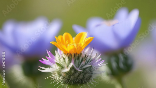 A close-up view of a single flower with vivid colors against a blurred background. The image presents a close-up view of a single flower with vivid colors against a blurred background.