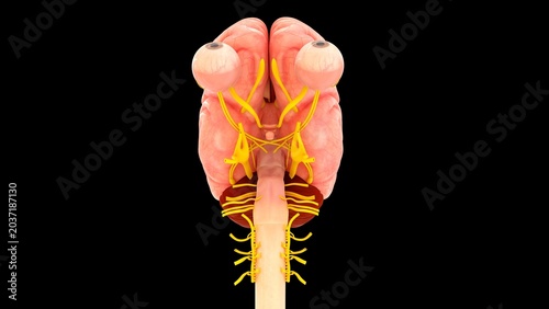 Billede på lærred Your 12 pairs of cranial nerves are essential pathways that transmit electrical signals between your brain and structures in your head, face, neck, and torso