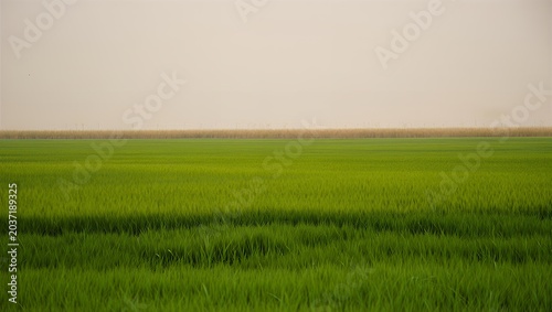 Lush green field with vibrant grass and serene landscape