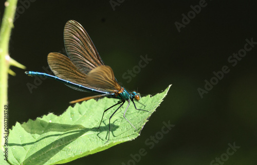 A rare male Beautiful Demoiselle Damselfly, Calopteryx virgo, perching on a leaf at the edge of a stream in the UK.