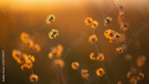 Golden sunset over field with blooming flowers and soft focus