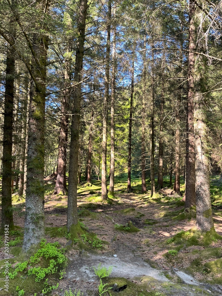 Fototapeta premium Mount Fløyen in Bergen, Norway, Nordic Countries