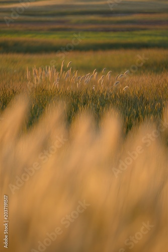 Golden wheat field swaying gently in the breeze at sunset
