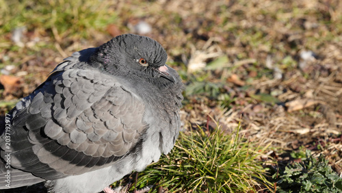 Bild auf Leinwand Close Up of a Grey Pigeon Resting on the Ground