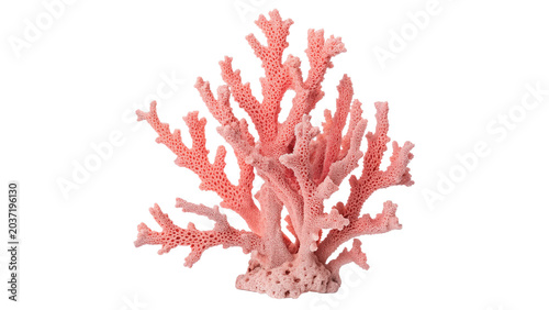 Cuadro en lienzo Natural red coral branch decorative sea marine life element on transparent backg