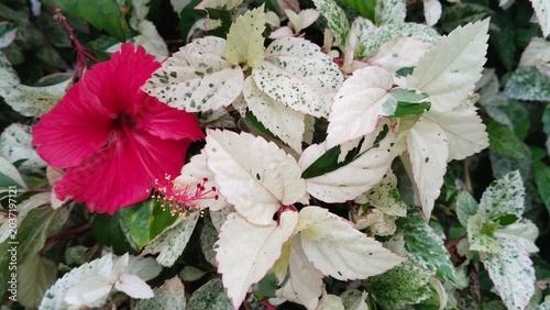 Foto red hibiscus flower