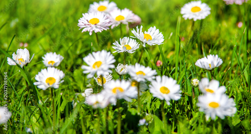 Fototapeta premium White small daisies blooming on grass background 