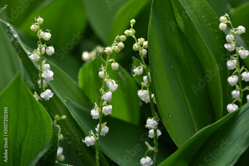 Foto Lily of the valley flower