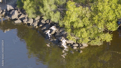 Photography Aerial View of Australian Pelicans Resting on Rocks by Brunswick River