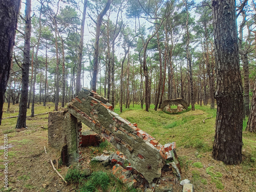 Tableau sur toile Ruined brick bunker remains in pine forest with mossy ground and tall trees, abandoned wartime structure in natural landscape, history, decay and forgotten places concept