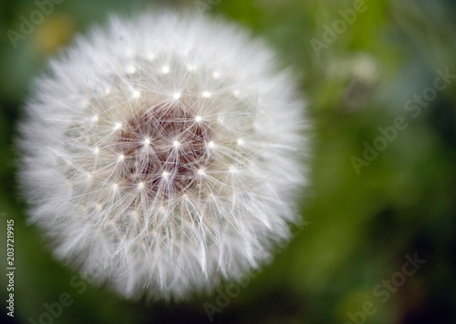 Close-Up of White Dandelion Seed Head