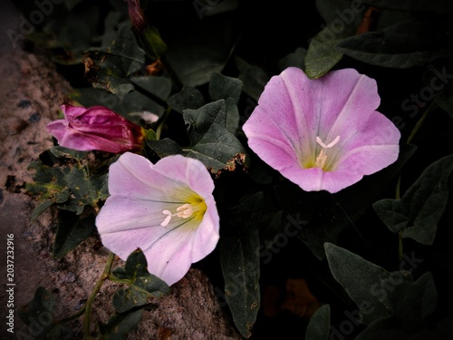 Close-up of blooming pink Convolvulus arvensis (field bindweed) flowers with unopened bud, dramatic low-key natural floral arrangement against dark leaf backdrop and textured stone wall.
