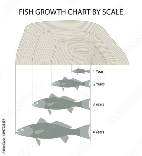 Fish Age and Growth by Scales