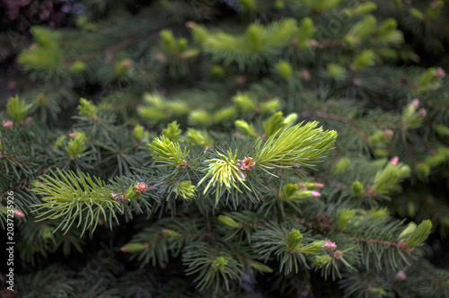 Fresh green spruce shoots in spring close-up