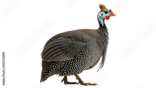 Canvastavla Wild guinea fowl bird standing profile view isolated on transparent background c