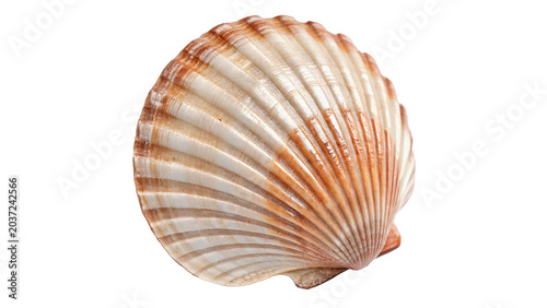 Photography Natural empty spiral sea shell ocean marine ornament isolated on transparent bac