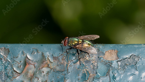 Photos Bio Diversity - Lucilia sericata - Goldfly sitting a blue Fence with great Detai