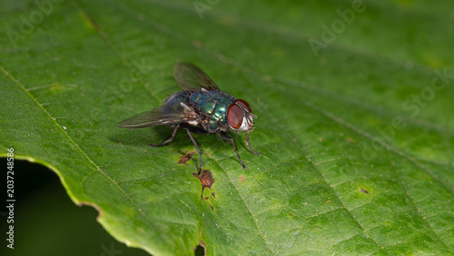 Bio Diversity - Lucilia sericata - Goldfly sitting a green leave - Macro with many details Facet Eye