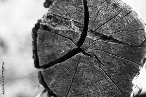Obraz na płótnie dead tree trunk