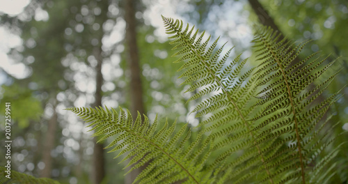 Beautiful fern plant leaves closeup in the forest.