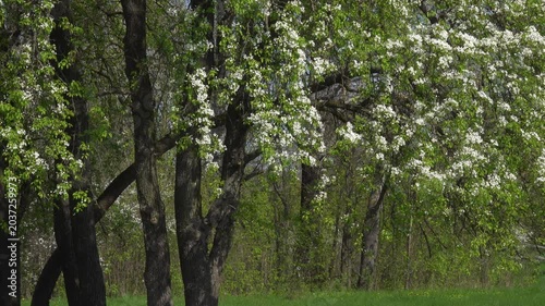 Blooming Pear Tree Branches Swaying in Wind Above Orchard Trunks.