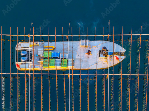 Oyster farmers on a boat, retrieving oysters from ropes, on the Thau lagoon, in Occitanie, France