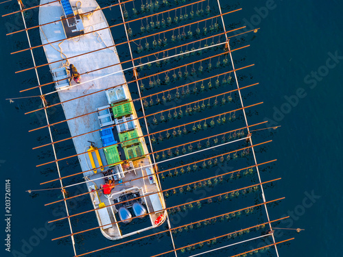 Oyster farmers on a boat, retrieving oysters from ropes, on the Thau lagoon, in Occitanie, France