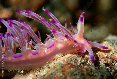 Canvastavla Colorful nudibranch underwater macro