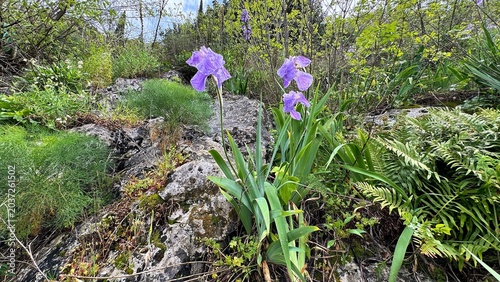 Photography Purple irises on rocky slope overlooking Kotor bay and spring mountain slopes