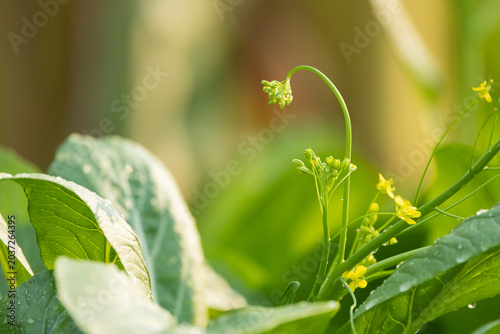 Fresh organic bok choy growing naturally in a vegetable garden with tiny yellow blossoms and morning dew