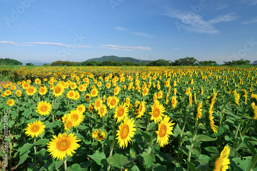 おおくま花畑のひまわり（宮城県亘理郡亘理町）