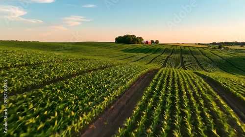 Aerial flight over endless rows of young green corn in a rural agricultural landscape with a distant red barn during golden hour