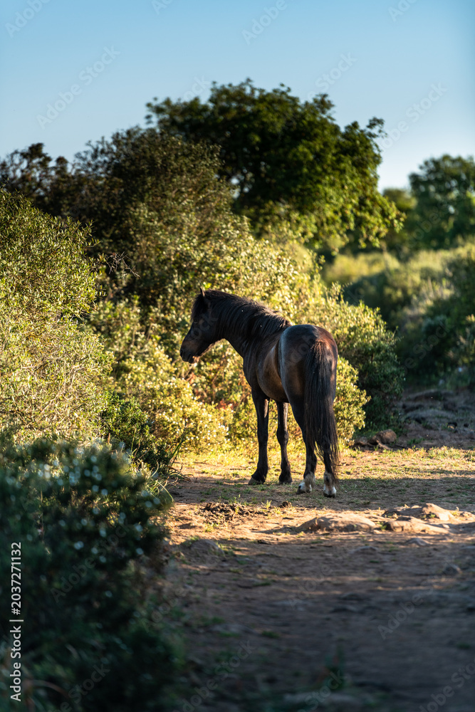 Fototapeta premium Wild Horse Landscape in Giara di Gesturi
