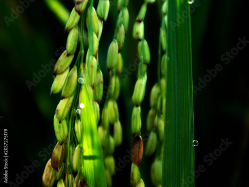 Bild auf Leinwand color gradation of the details of the rice grains that are starting to fill out