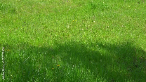Shadow and green grass on meadow with camera panning right.