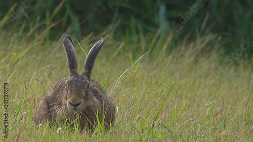 Large hare eating green grass on meadow.
