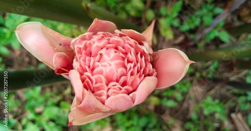 Fotografie a blooming torch ginger flower