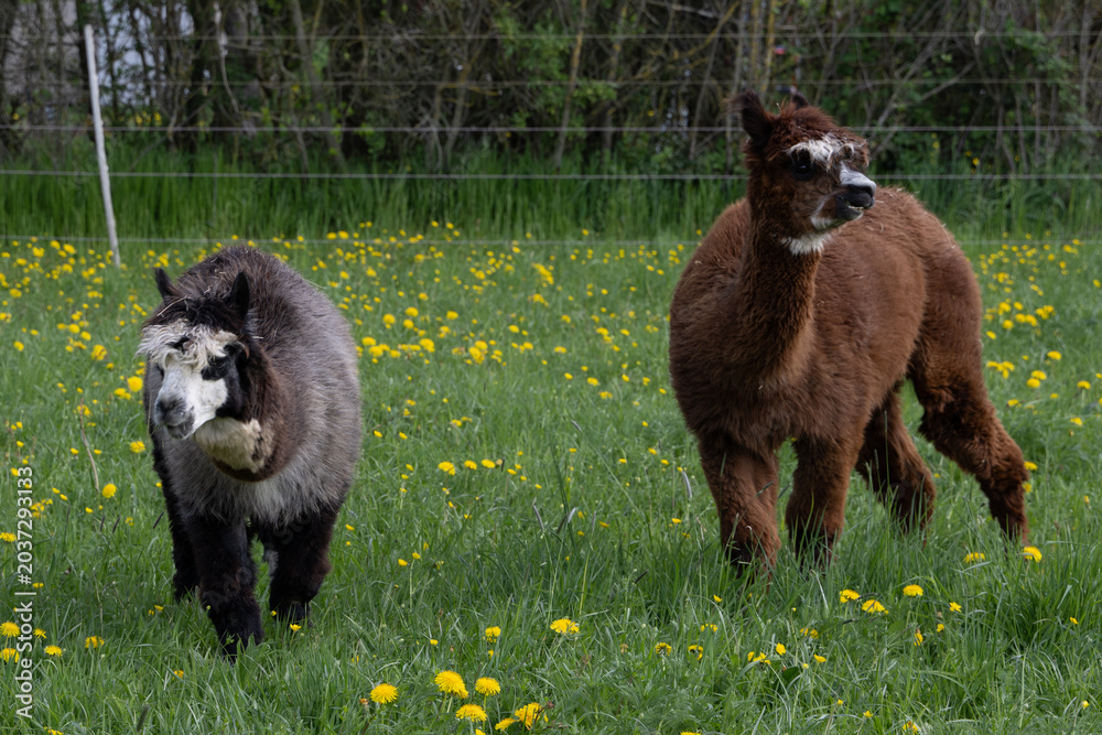 Fototapeta premium alpaka tier natur lama