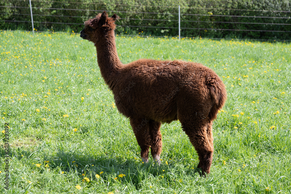 Fototapeta premium alpaka tier natur lama