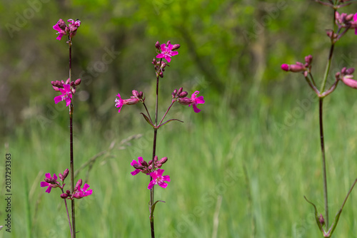 Viscaria vulgaris blooms with vibrant pink flowers in a lush green field during springtime gardening in a natural setting