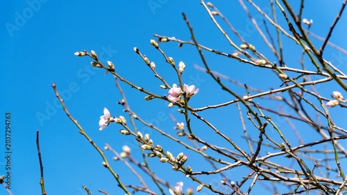 Delicate pink almond blossoms and tight buds emerging on bare branches against a clear blue spring sky, capturing the first signs of seasonal bloom.